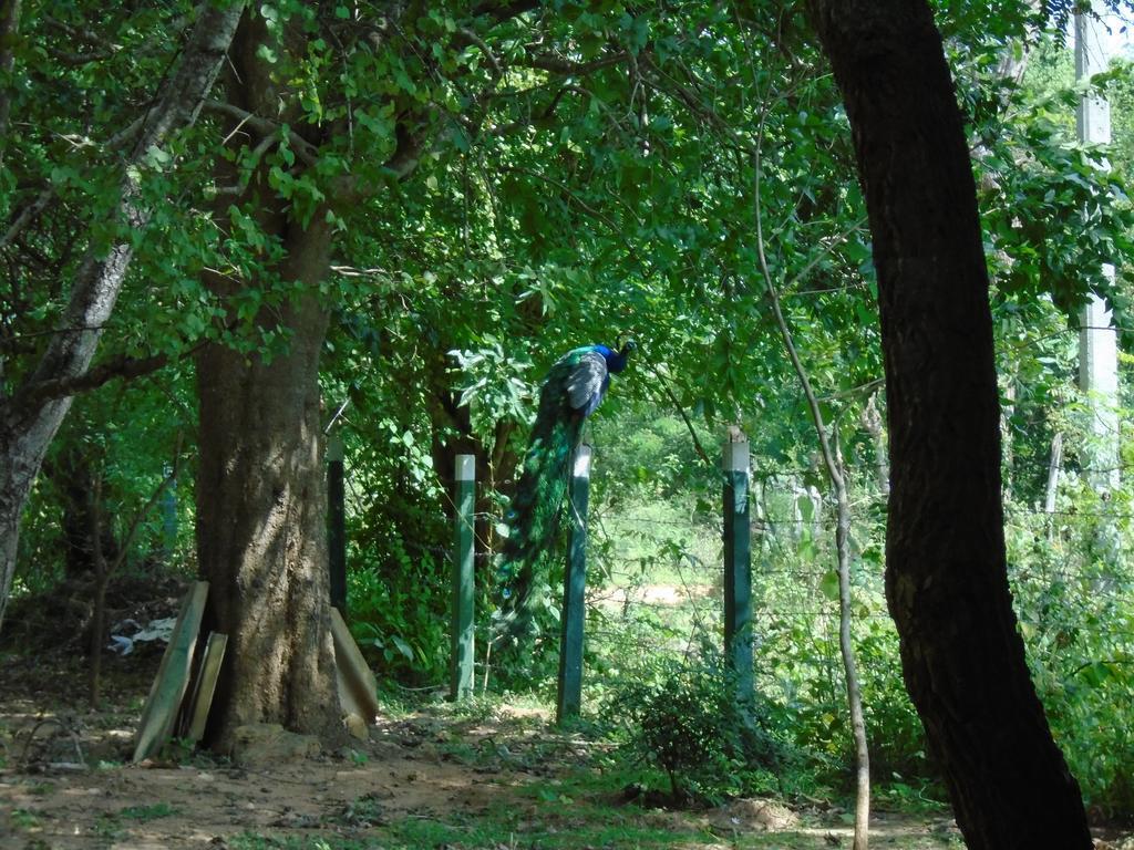 Katagamuwa Rest Hotell Kataragama Exteriör bild